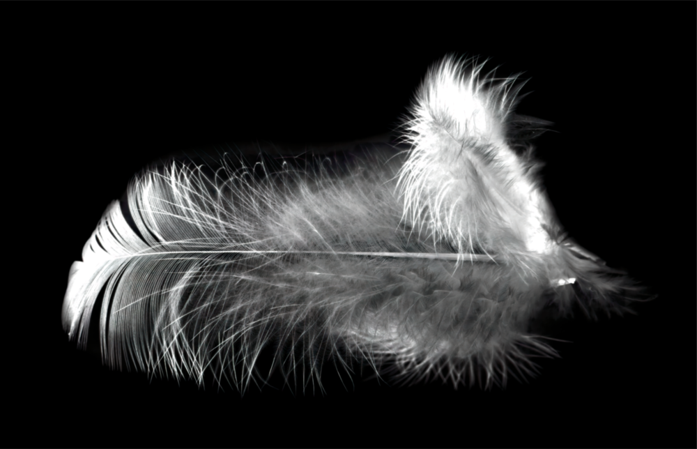 Arte de pared de vidrio de Pluma