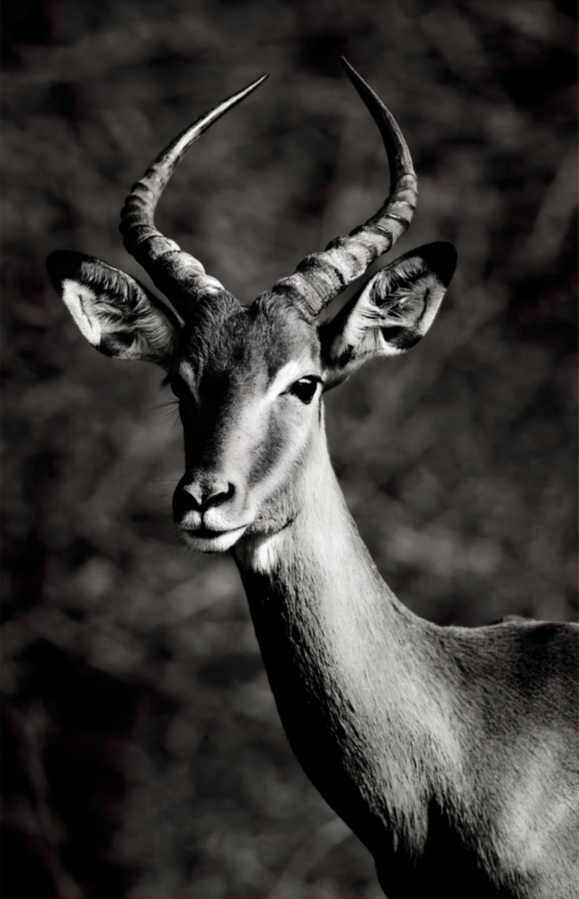 Arte de pared de vidrio de Ciervo