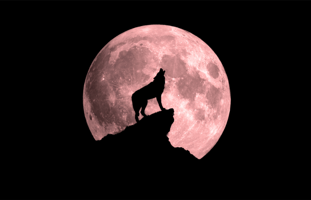Loup et pleine lune Impression sur verre