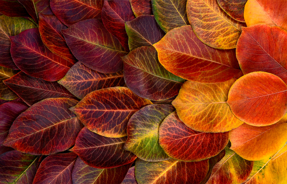 Arte della parete di vetro Foglie d'arancia