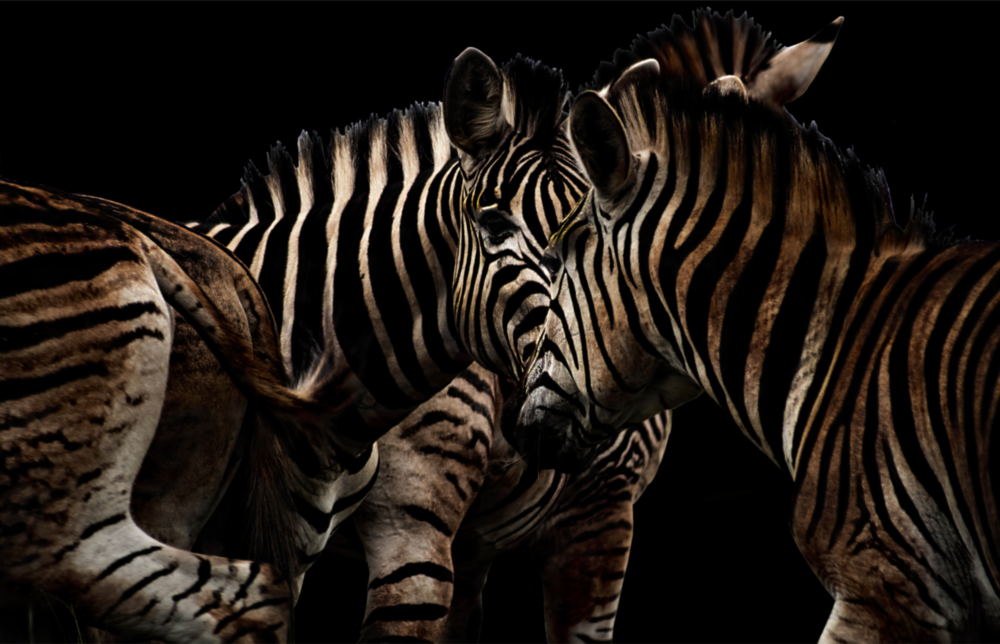 Zebra Glass Wall Art