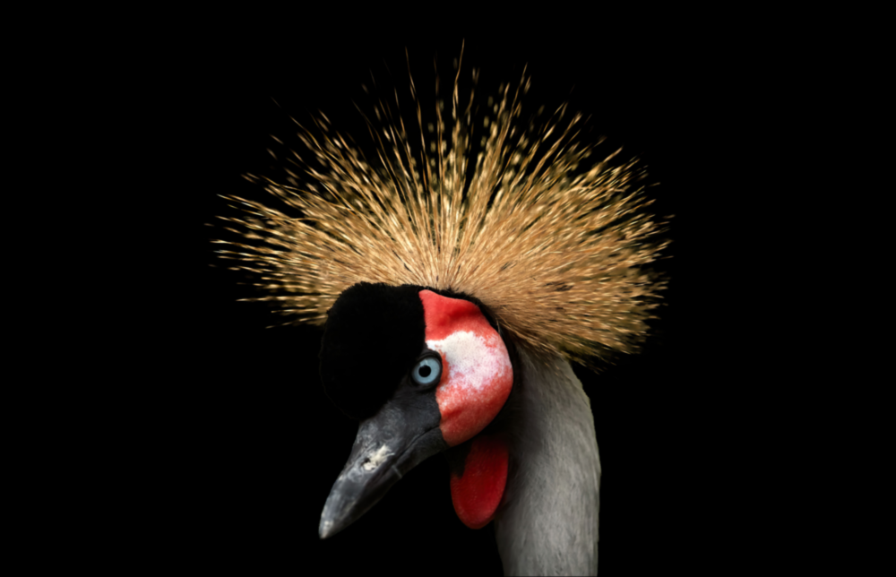 Arte della parete di vetro Gru