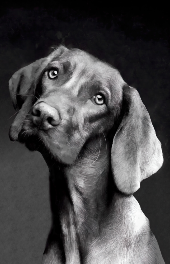 Arte della parete di vetro Cane innocente