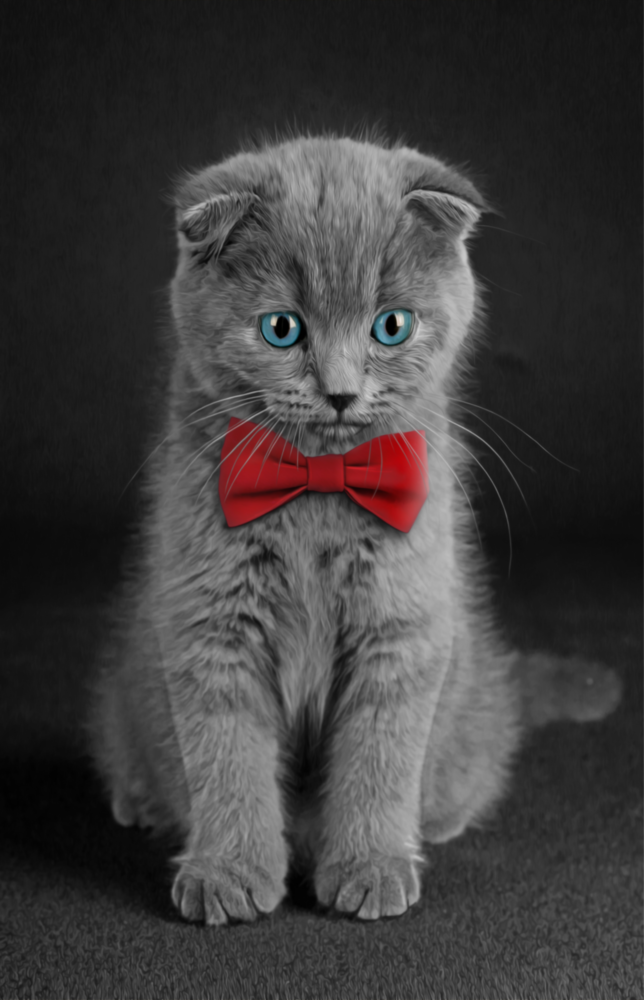 Arte della parete di vetro Gatto