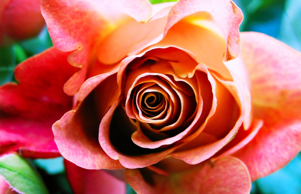 Arte della parete di vetro Rosa