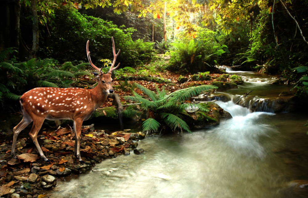 Forêt Impression sur verre