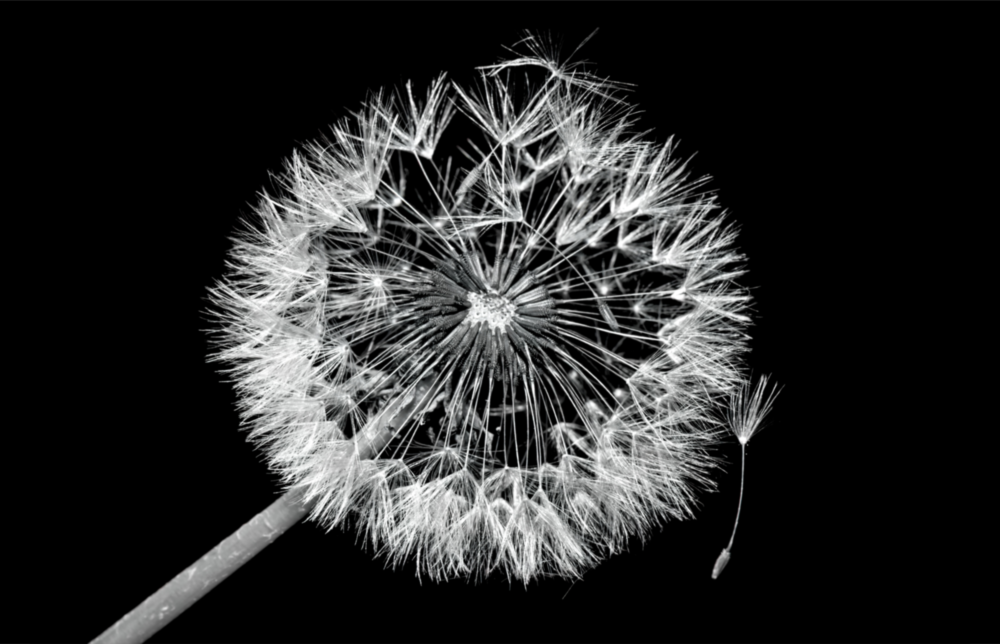 Pissenlit Impression sur verre