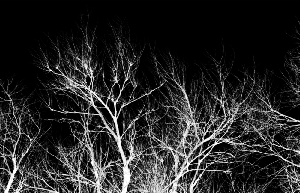 Arte de pared de vidrio de Noche del árbol