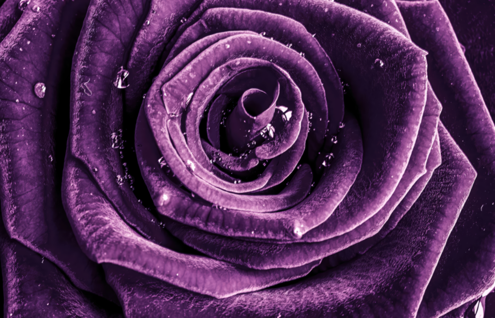 Rose violette Impression sur verre