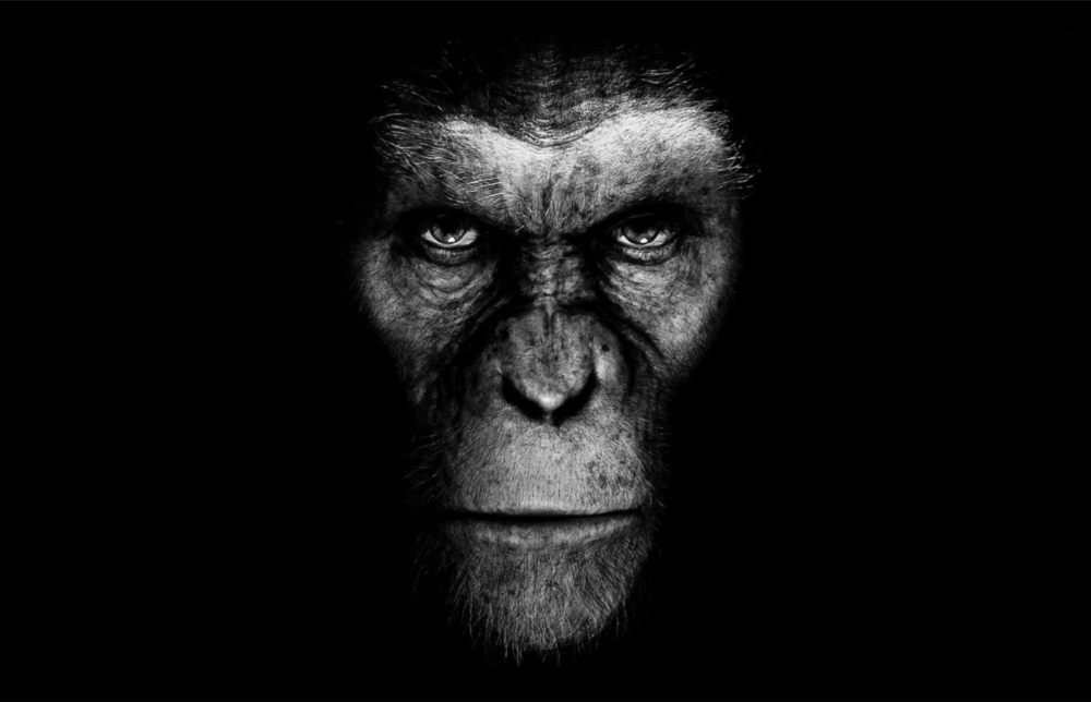 Arte della parete di vetro Gorilla