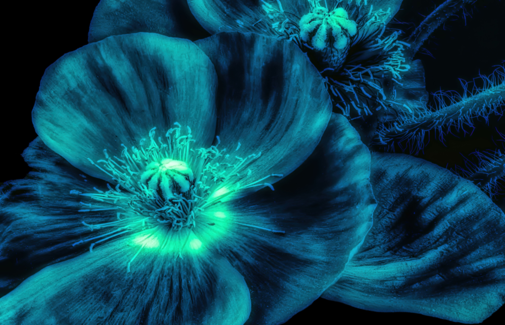 Arte de pared de vidrio de Flor de Malvales