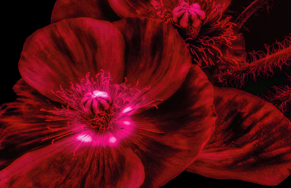 Malvales Blume Glasbild