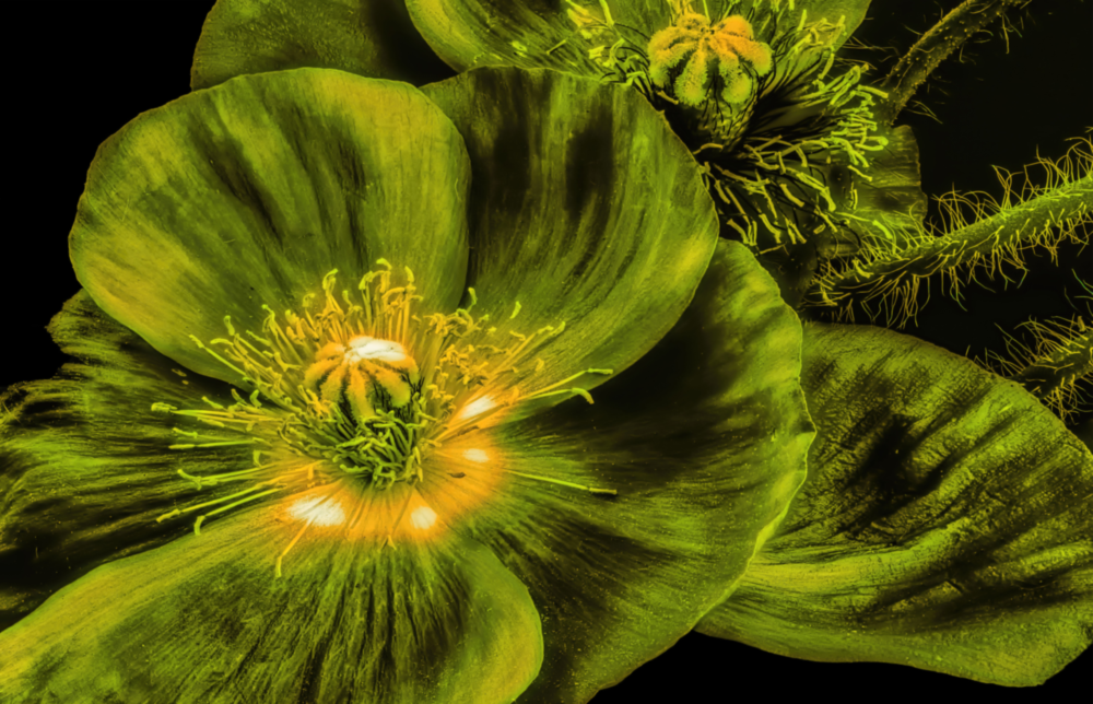 Malvales Blume Glasbild