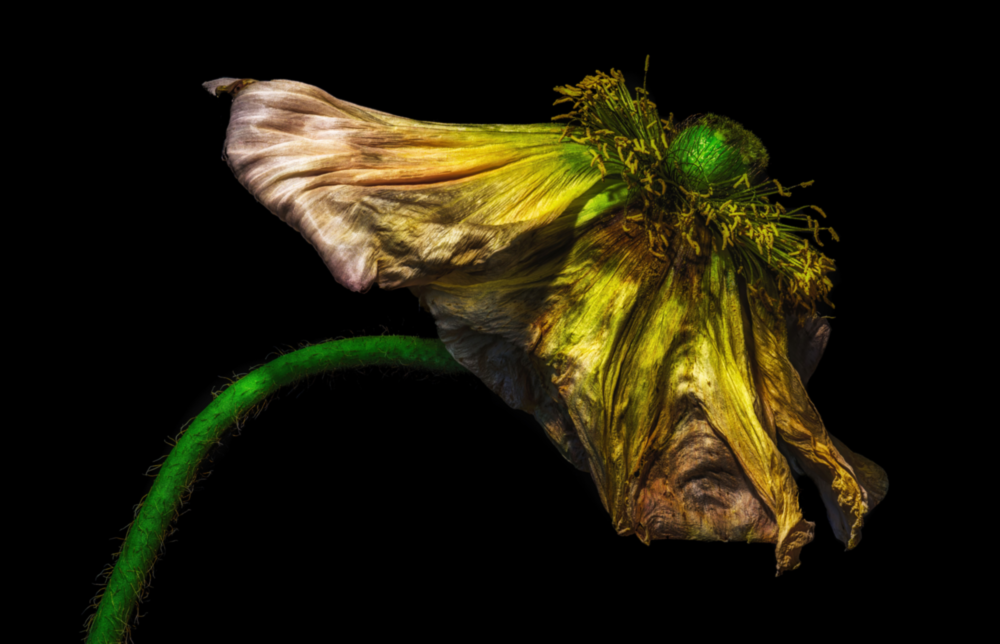 Arte della parete di vetro Fiore