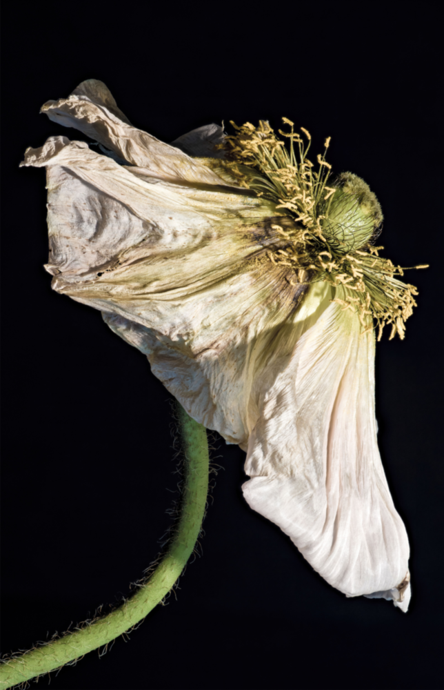 Arte della parete di vetro Fiore