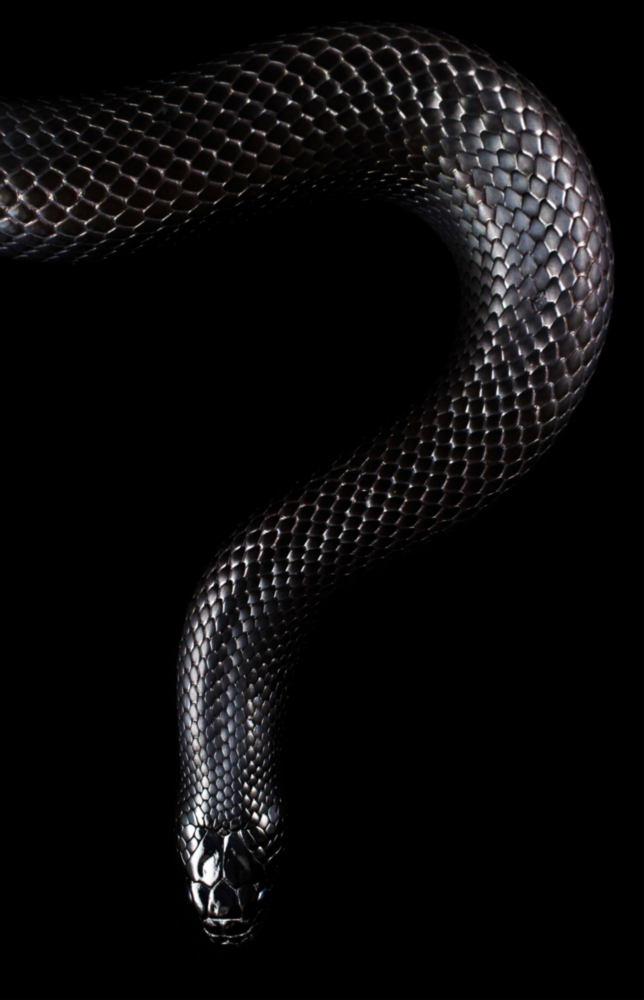 Arte della parete di vetro Serpente