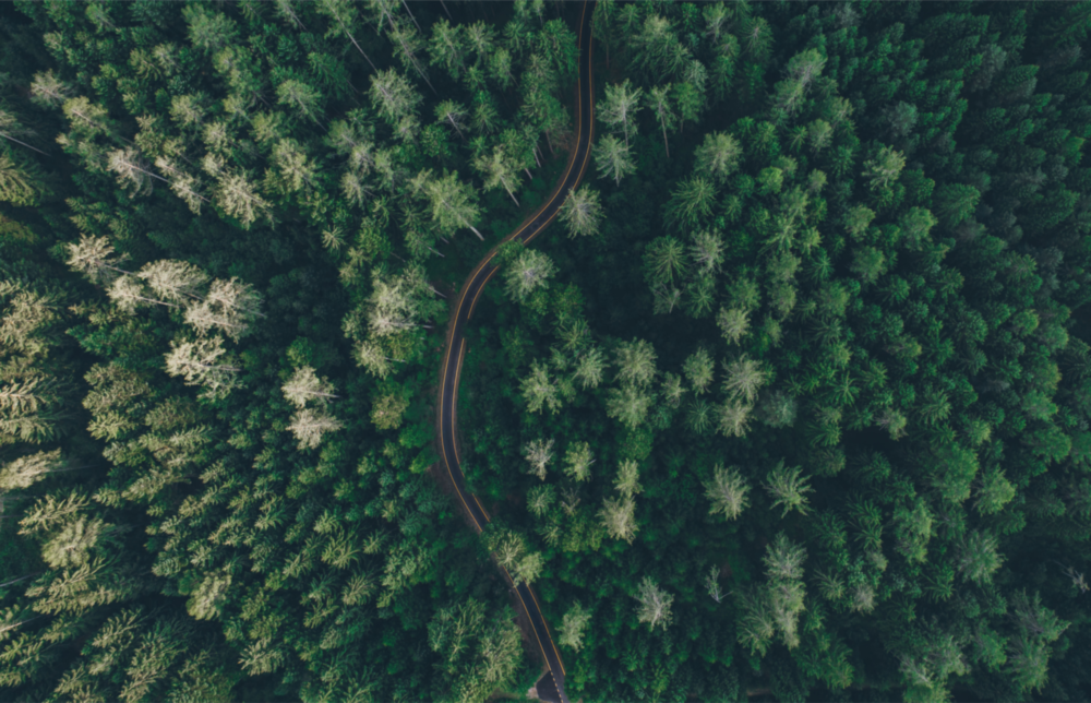 Arte de pared de vidrio de Bosque