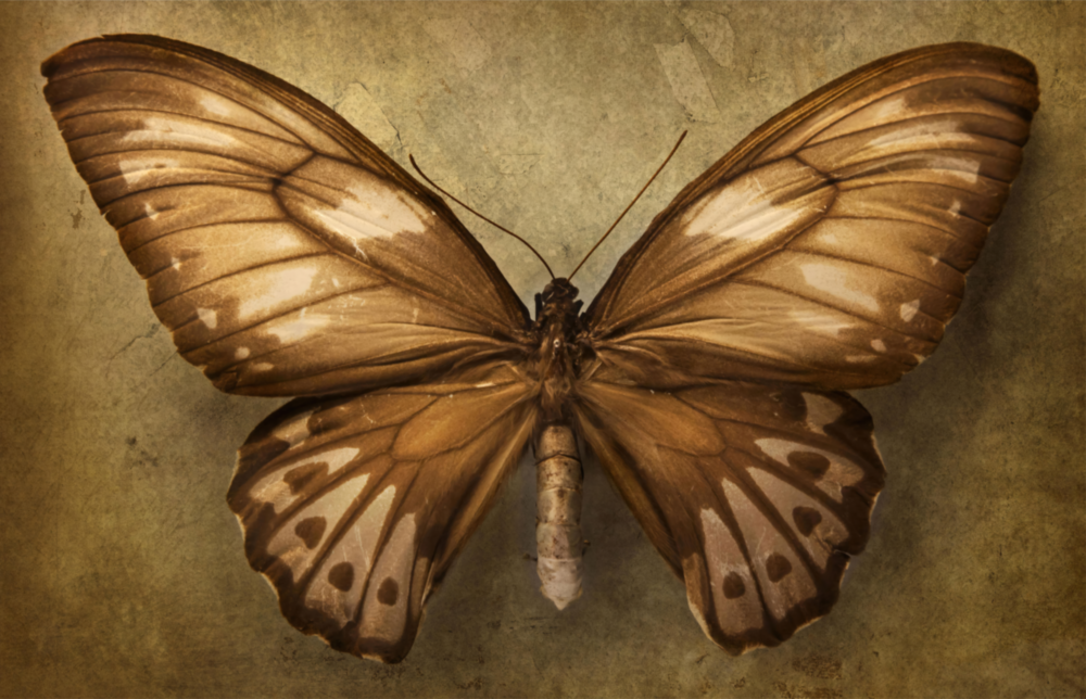 Arte della parete di vetro La farfalla