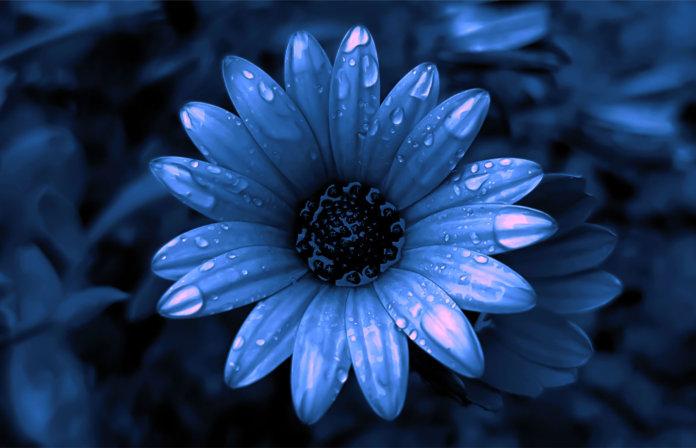 Arte della parete di vetro Fiore