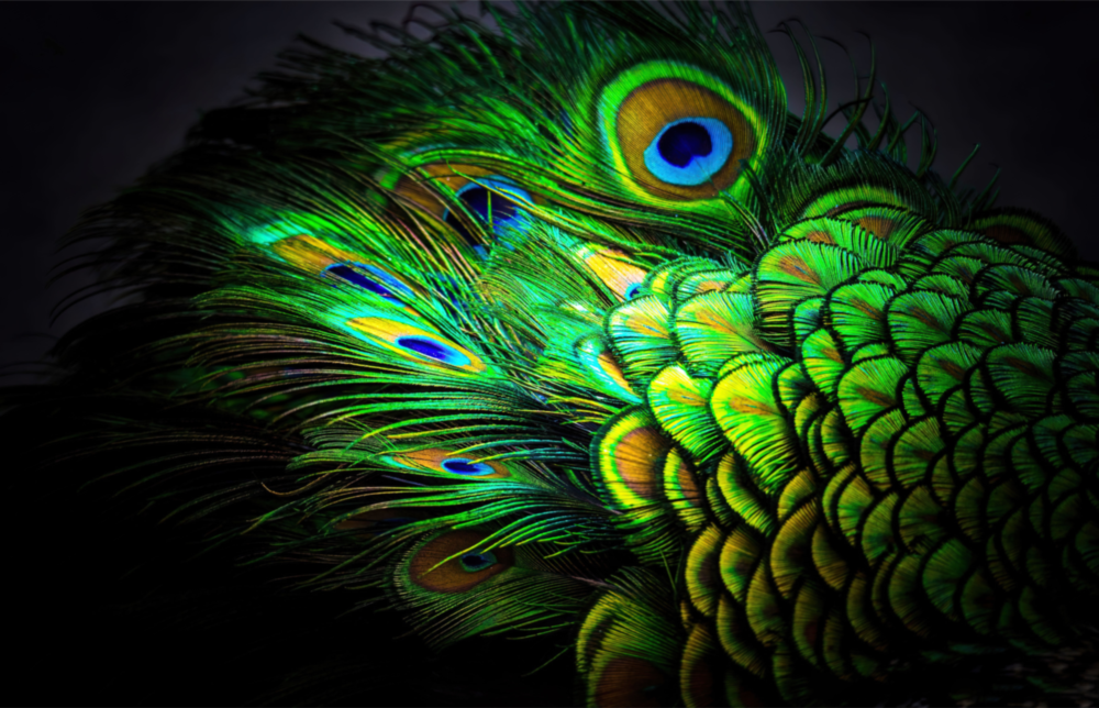 Arte della parete di vetro Pavone