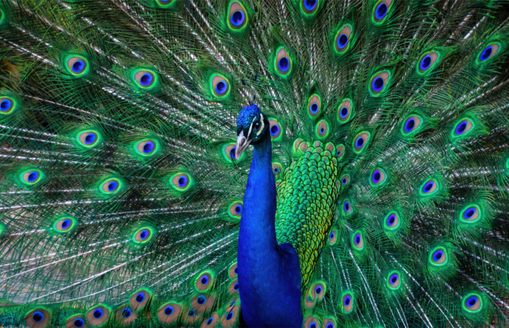 Arte de pared de vidrio de Pavo real