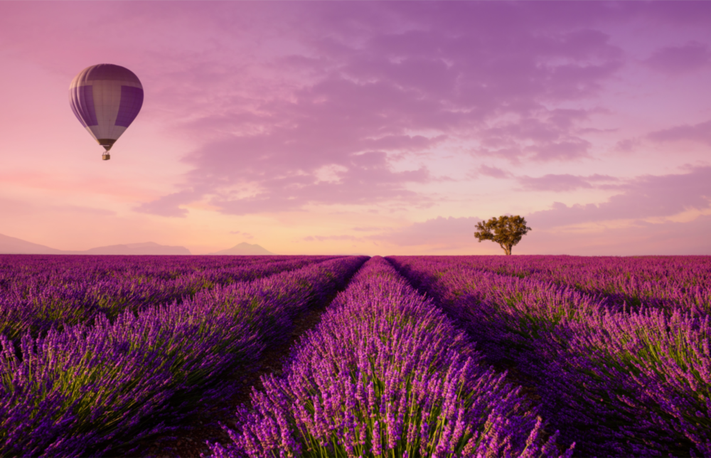 Arte della parete di vetro Lavanda e palloncino