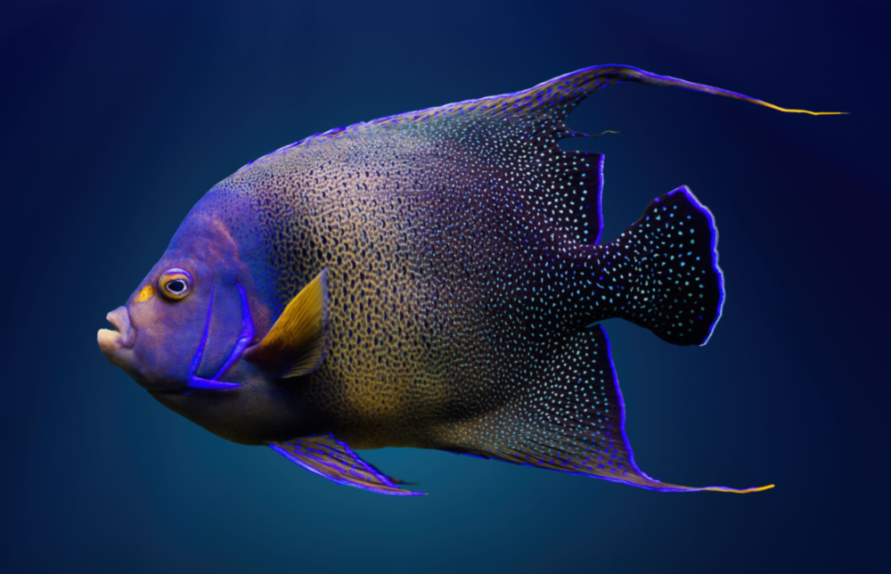 Arte della parete di vetro Queen Angelfish