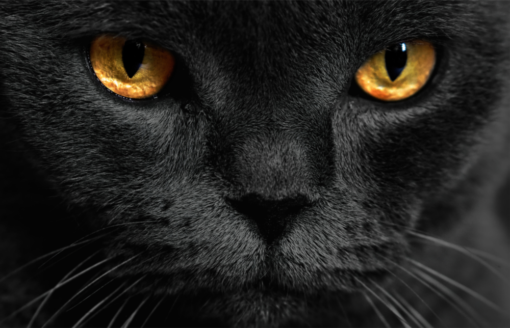 Arte de pared de vidrio de Gato