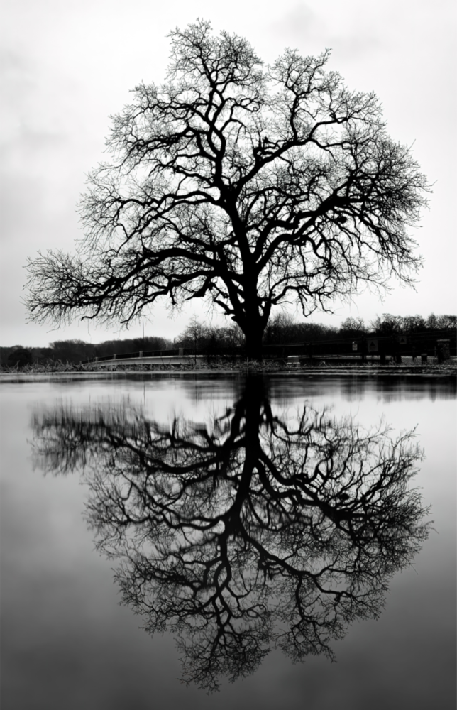 Arbre Impression sur verre