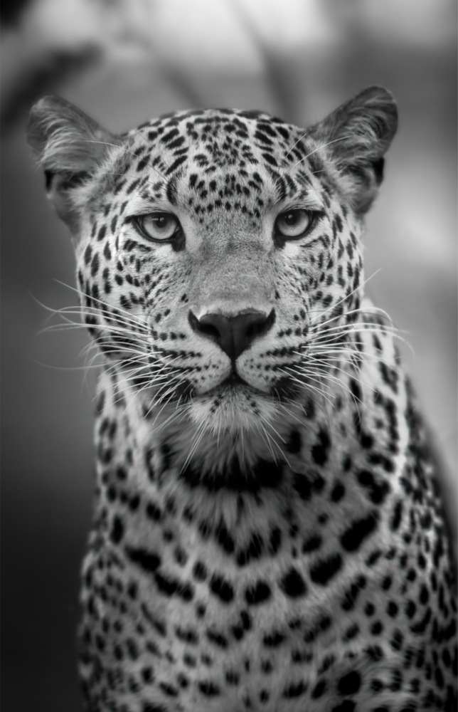 Léopar Impression sur verre