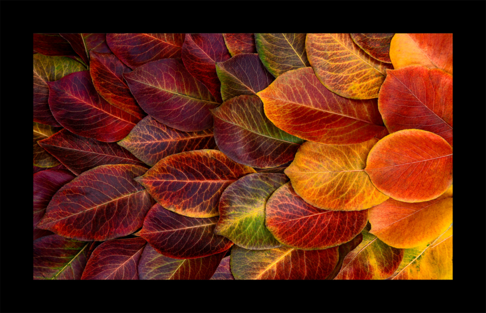 Arte della parete di vetro Foglie d'autunno