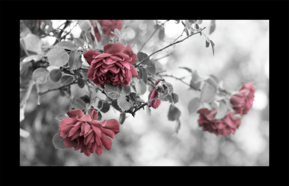 Rosewood Glass Wall Art