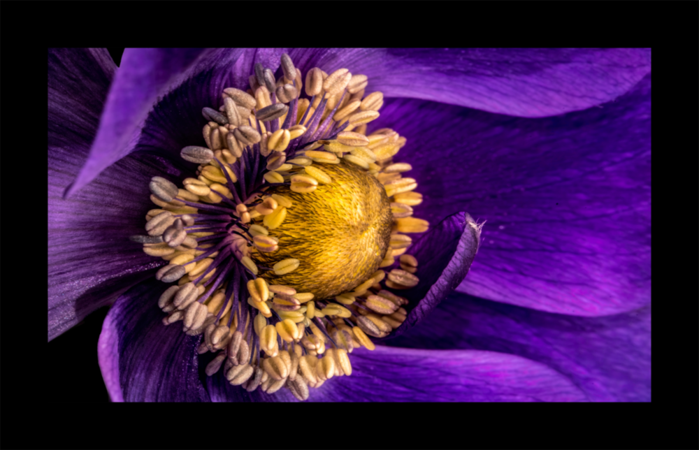 Arte della parete di vetro Fiore di passione