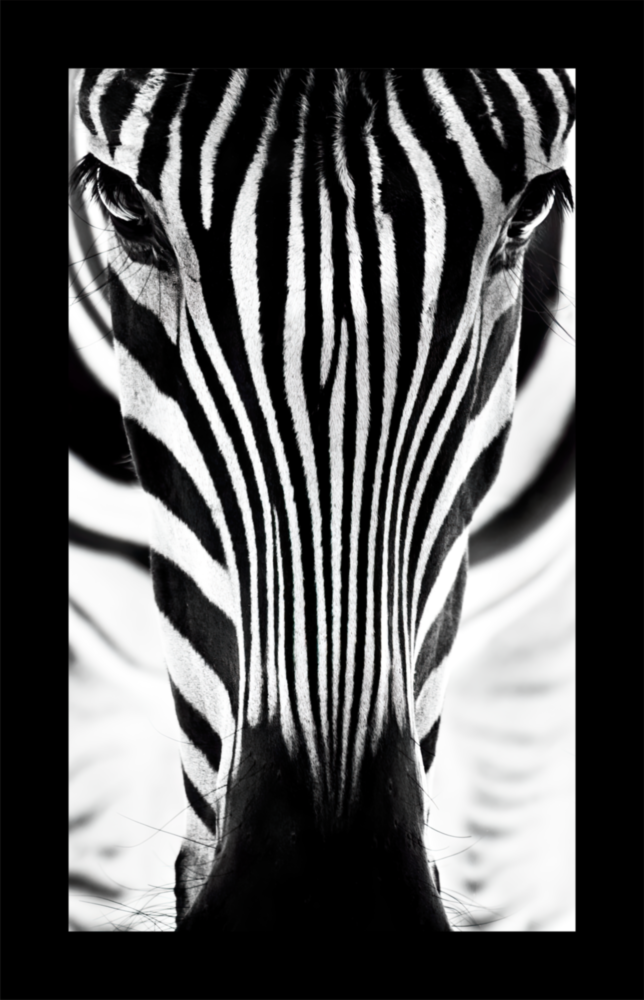 Zèbre Impression sur verre