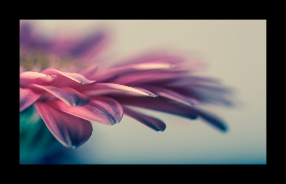 Fleur Impression Sur Verre