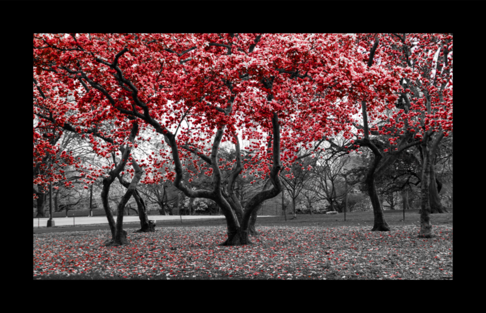 Arbres rouges Impression Sur Verre
