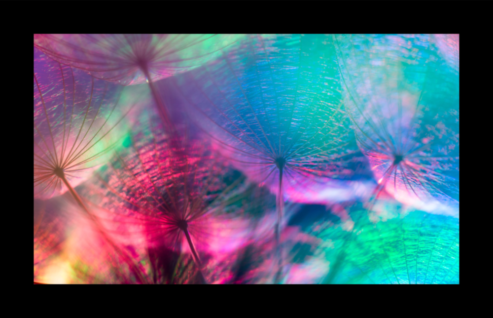 Colorful Dandelions Glass Wall Art