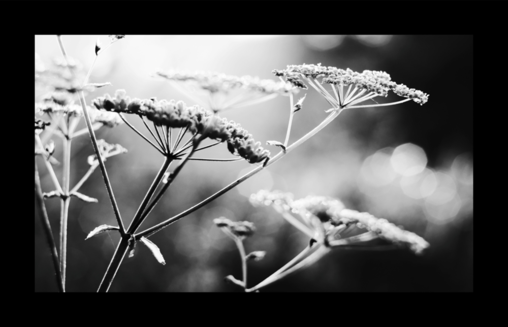 Bloom Glass Wall Art