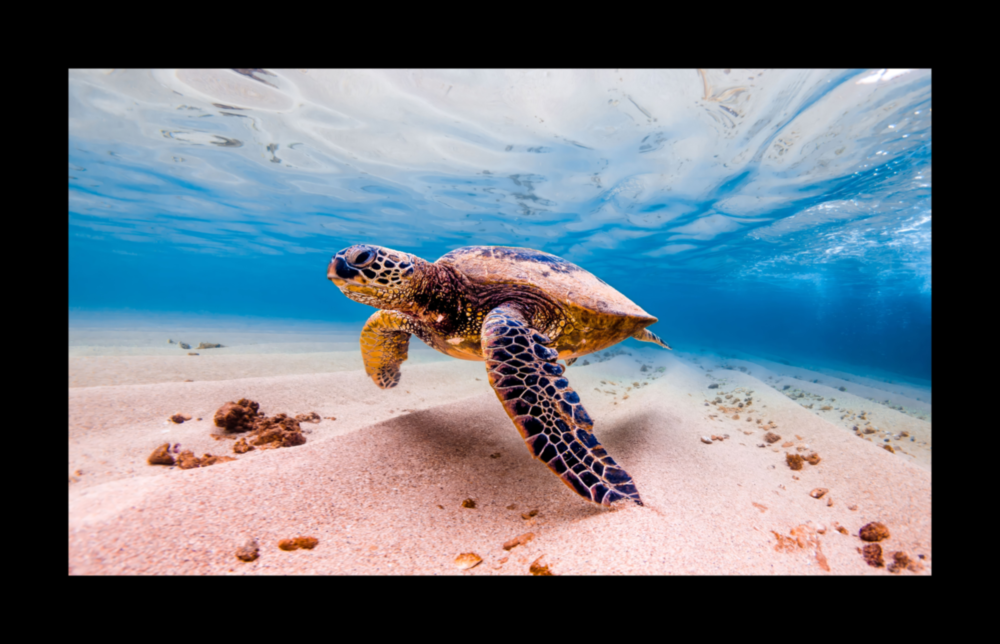 Tortue Impression Sur Verre