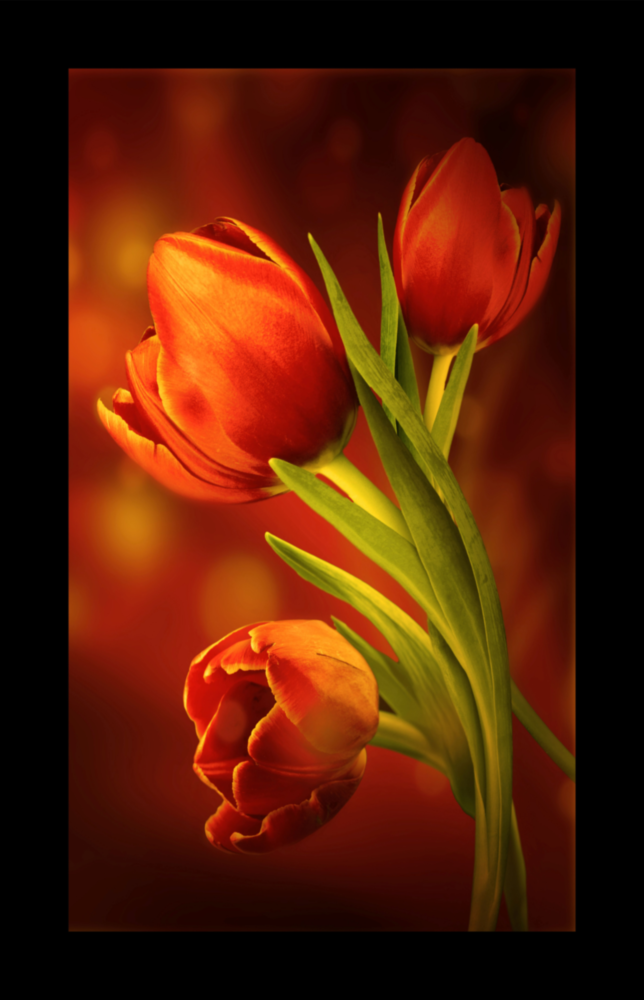 Arte de pared de vidrio de Tulipano