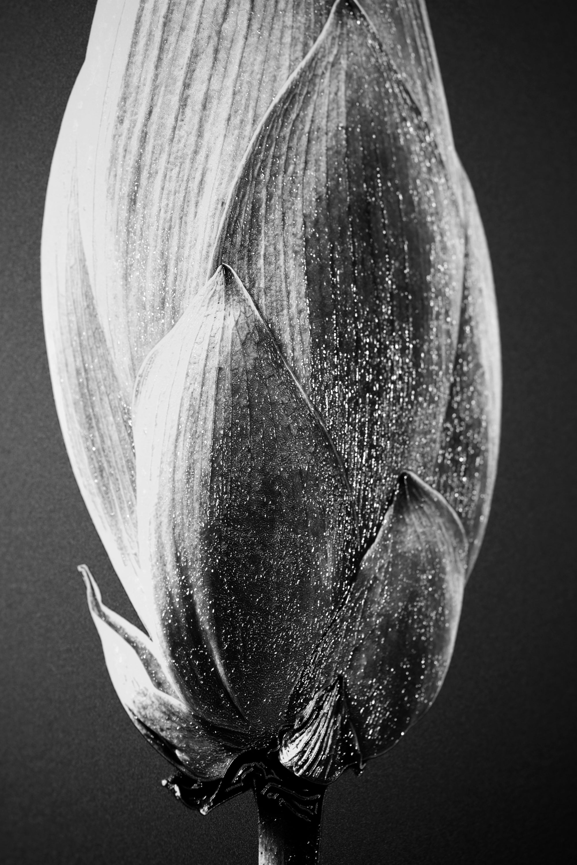 Noir Bloom Radiance — Haptic 3D Embossed + High-Gloss Lacquer Print