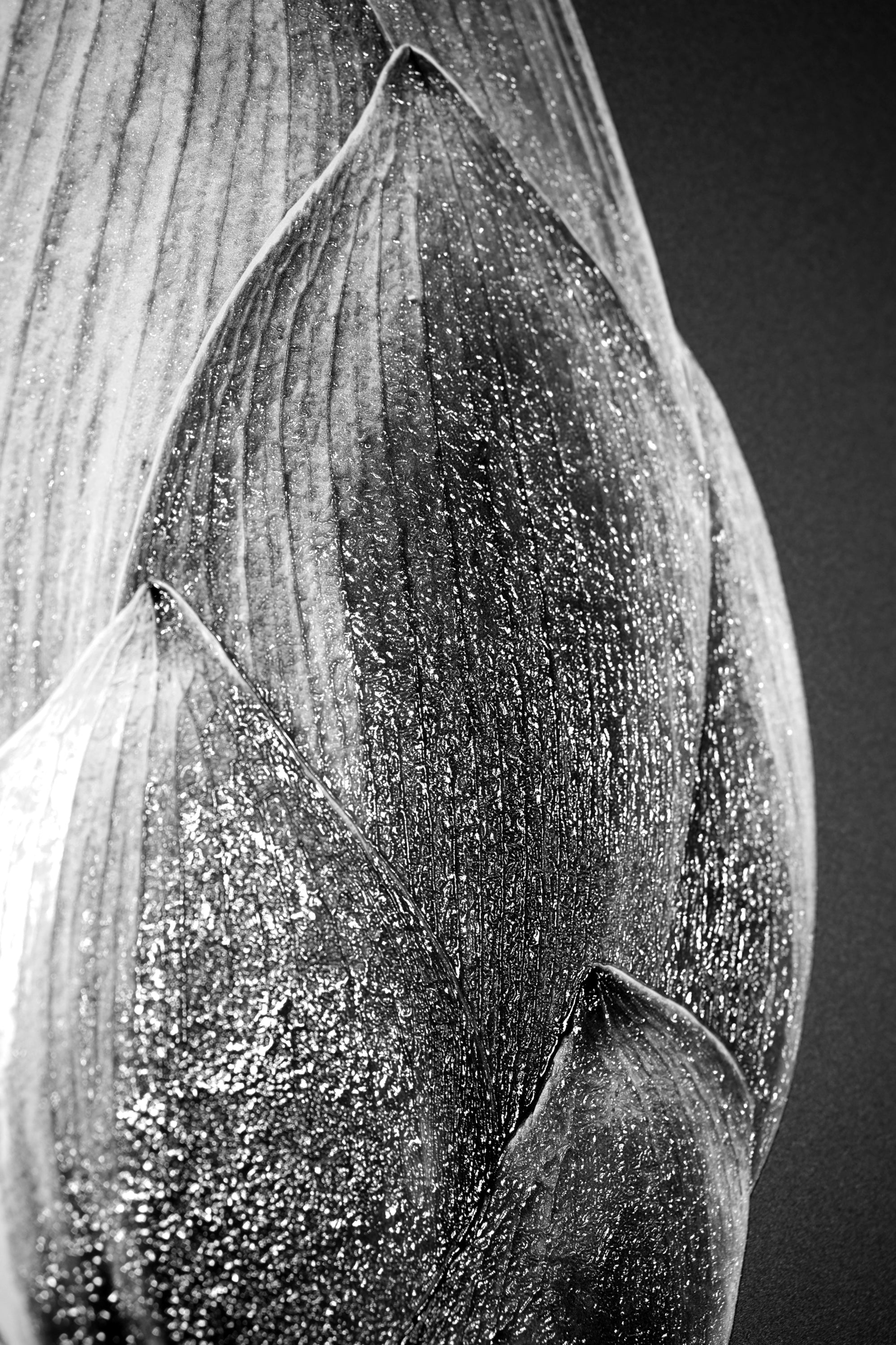 Noir Bloom Radiance — Haptic 3D Embossed + High-Gloss Lacquer Print