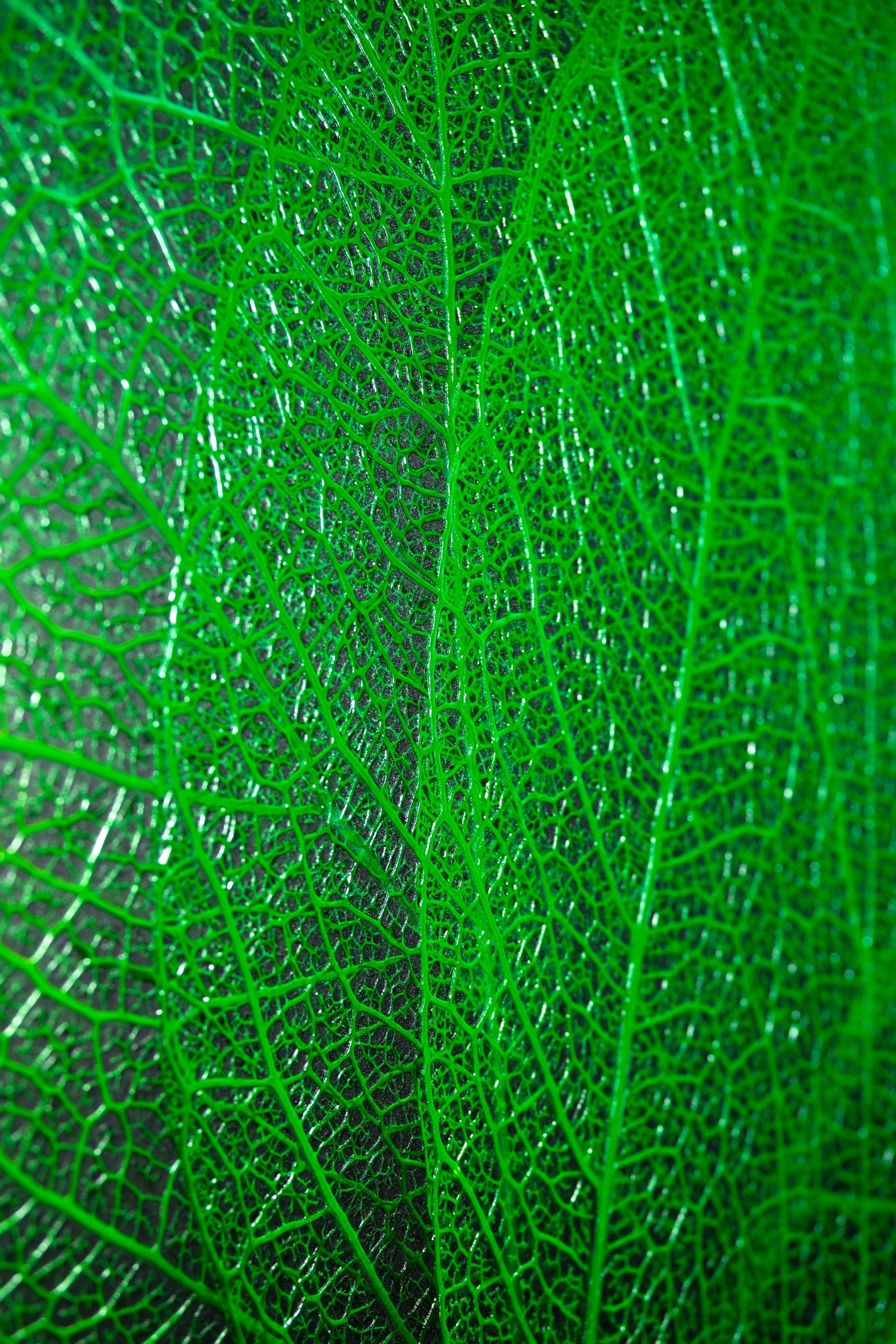 Verdant Lattice — Haptic 3D Embossed + High-Gloss Lacquer Print