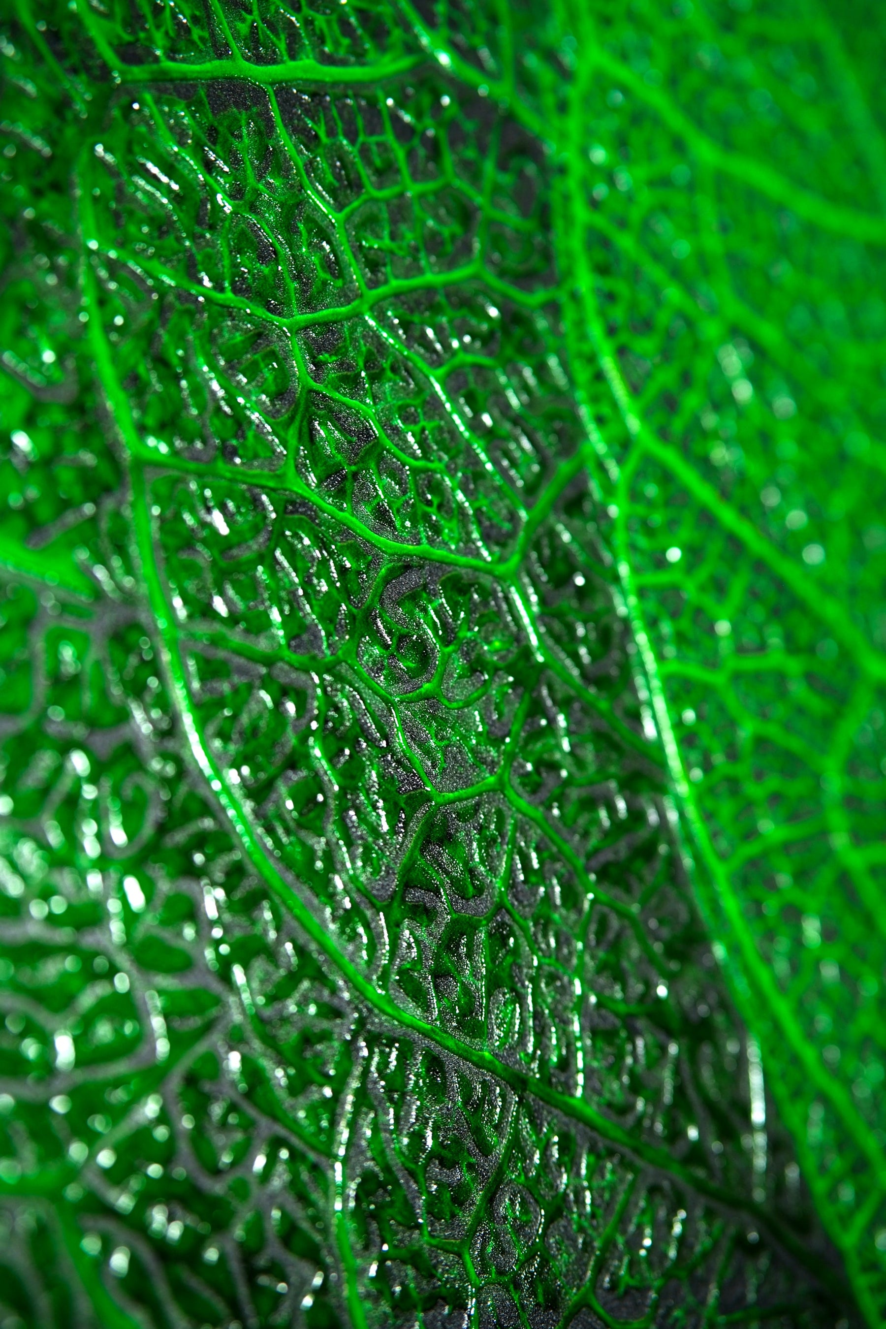 Verdant Lattice — Haptic 3D Embossed + High-Gloss Lacquer Print