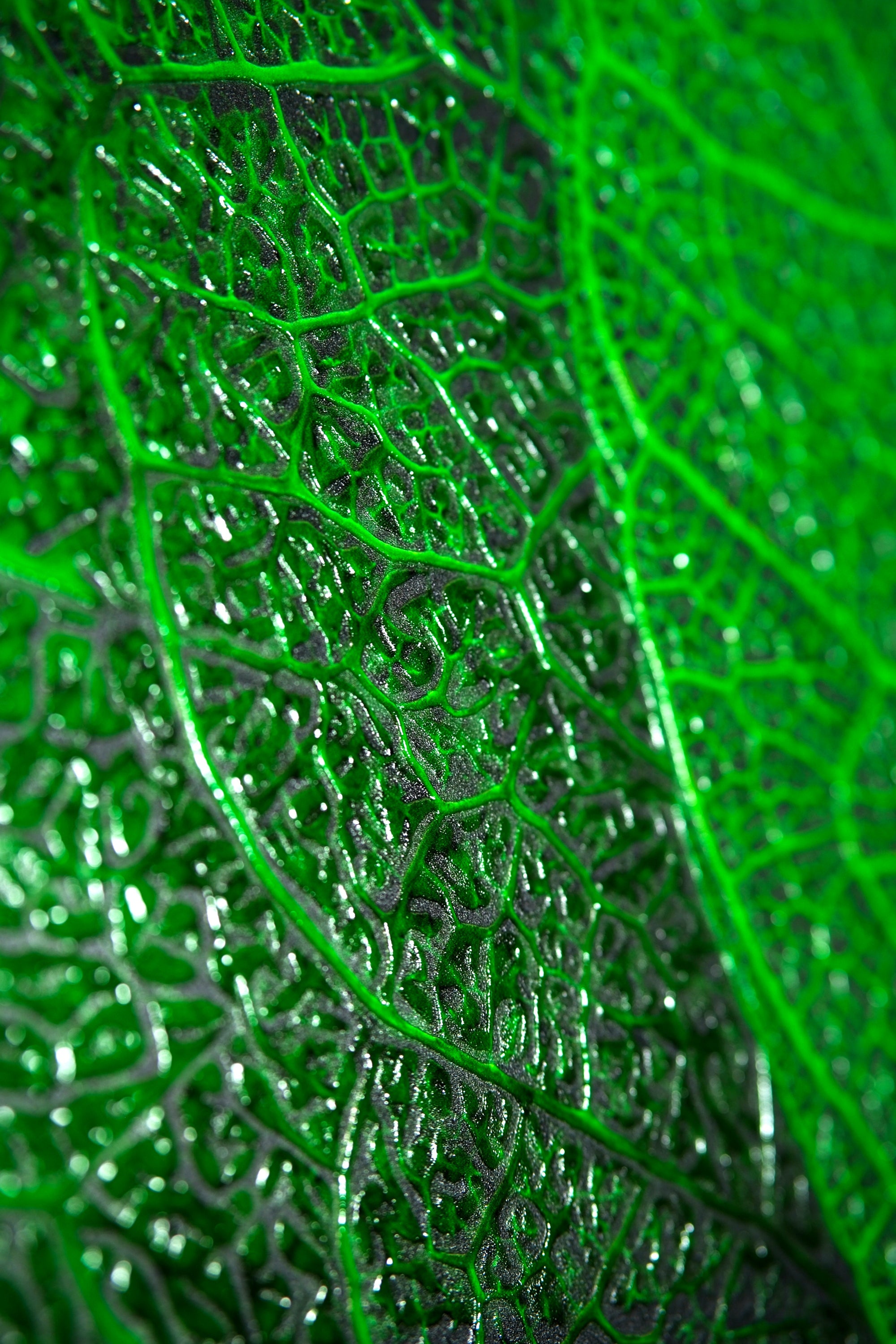 Verdant Lattice — Haptic 3D Embossed + High-Gloss Lacquer Print