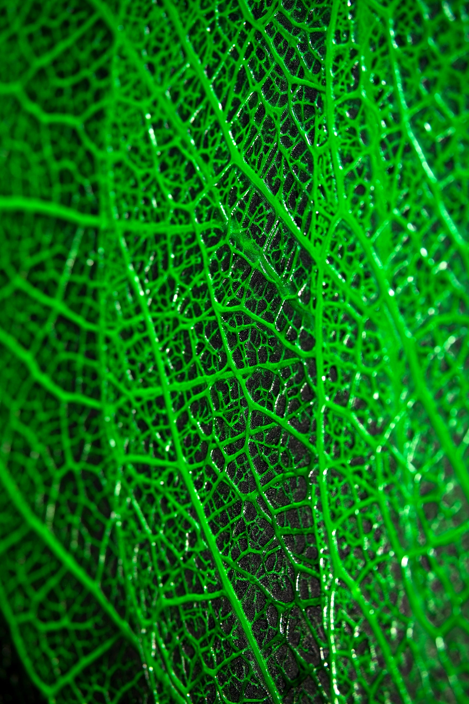 Verdant Lattice — Haptic 3D Embossed + High-Gloss Lacquer Print