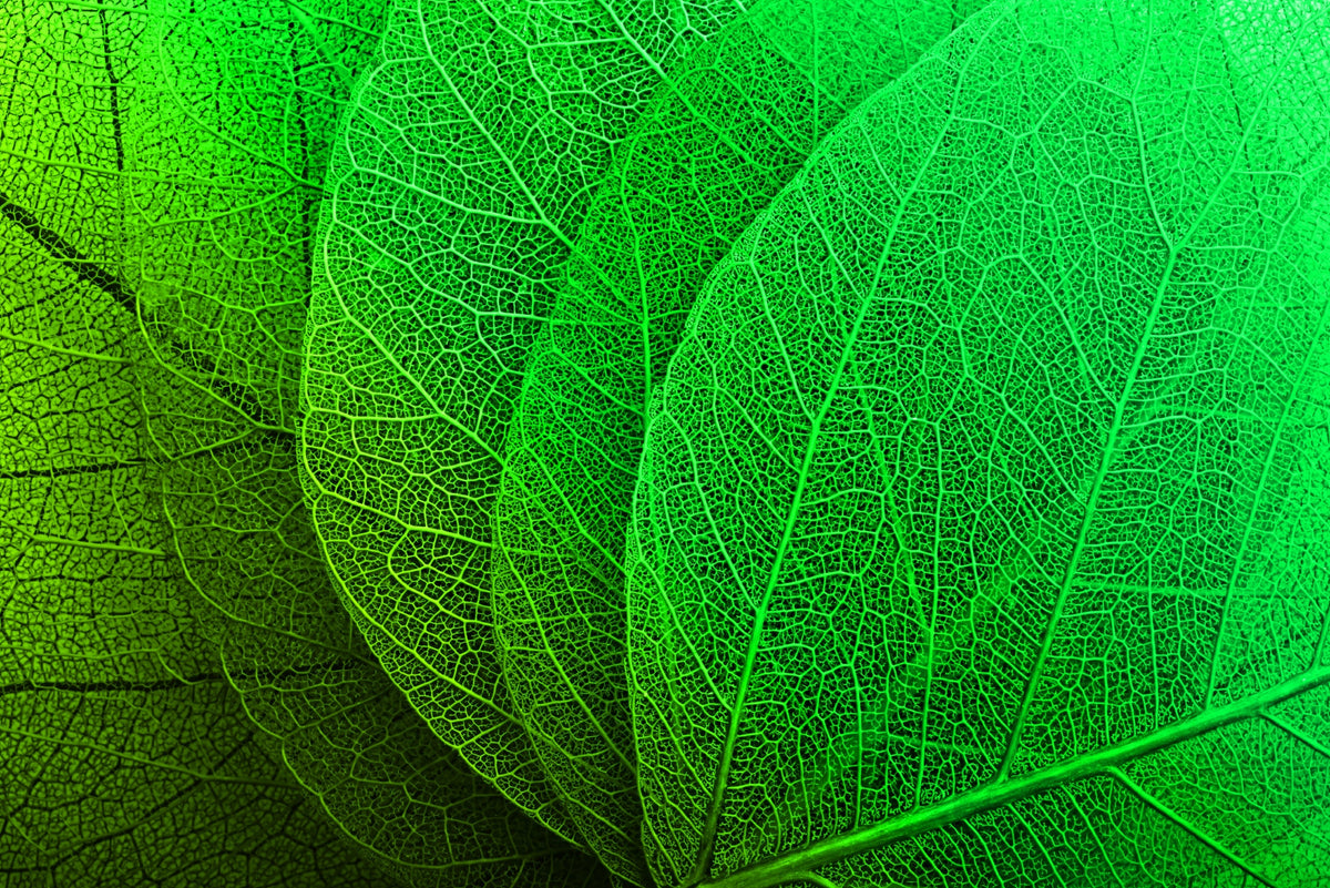Haptic Print Example Verdant Lattice — Haptic 3D Embossed + High-Gloss Lacquer Print ...
