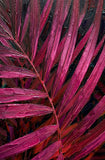 Magenta Midnight Frond — A Sculpted Pulse of Tropical Velvet