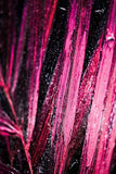 Magenta Midnight Frond — A Sculpted Pulse of Tropical Velvet