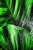 Verdant Tropics Infusion — 3D Haptic Embossed High-Gloss Luxury Wall Art